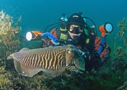 Mr Haslam, up close and personal with male cuttlefish.
C... by Mark Thomas 